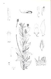Image result for Eriosema cordatum