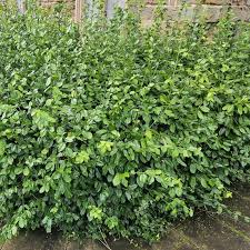 Image result for Euonymus fortunei
