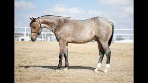 Black roan instead of blue roan. Xtra Wastedatthebar 2016 Buckskin Roan Stallion Youtube