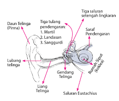 Bagaimana bunyi dapat kita dengar? Bagian Bagian Telinga Dan Fungsinya Idschool