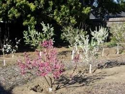 Backyard orchard culture is not commercial orchard culture Backyard Orchard Trees 2021 Dwn Variety Finder