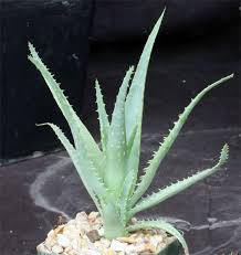 Image result for Aloe mzimbana