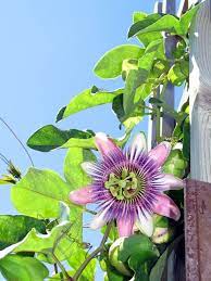 Passion Flower Planting Flowers From Seeds Passion Flower Flowering Vines