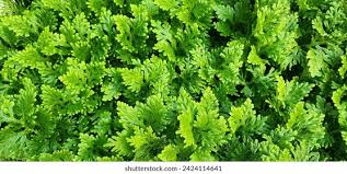 Image result for Selaginella lewalleana