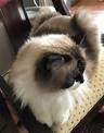 Ragdoll Kittens for Sale - Adoptapet - Adopt a dog or ...