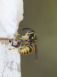 Check spelling or type a new query. European Wasp Trapping Instructions Agriculture And Food