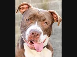 Please call us if you can foster. West Orange Pets West Orange Nj Patch
