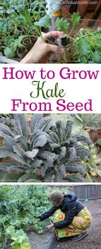 Gather the kale seedlings you want to use and place them inside a container that's full of water. Growing Kale From Seed How To Grow Kale Seed Starting Vegetables To Start In January Growing Kale Planti Growing Kale How To Grow Kale From Seed Grow Kale