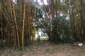 Last i passed by, ridout mcd kind of downsized, i think half of it is now some other restaurant or something? Ridout Tea Garden Singapore Former Queenstown Japanese Garden