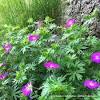 Dec 10, 2018 · wild sarsaparilla provides a vivid green ground cover for shady areas. 3