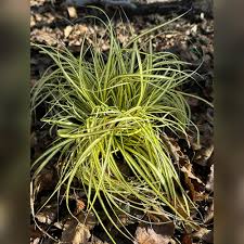 Image result for Carex macrophyllidion