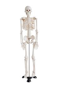 Welcome to innerbody.com, a free educational resource for learning about human anatomy and physiology. Amazon Com Mini Human Skeleton Model 1 2 Life Size On Metal Base 85cm Industrial Scientific