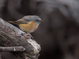 Leppälintu, Common Redstart, Phoenicurus phoenicurus