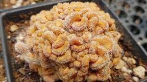 Sometime yokan produce some normal shoots. Mammillaria Compressa Cv Yokan Creepy Brain Cactus Yet So Beautiful Youtube