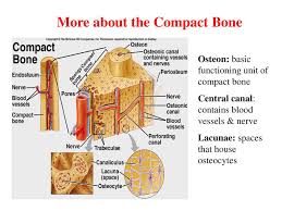 Maybe you would like to learn more about one of these? Introduction To The Skeletal System Bone Tissue Chapter 6 Ppt Download