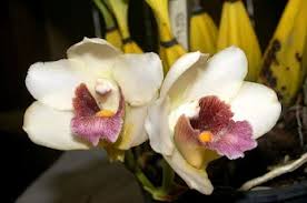 Image result for Cyrtorchis neglecta