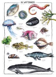 Pflanzen und tiere müssen sich an ständig wechselnde bedingungen anpassen. Poster Leben Im Wattenmeer Nordsee Kinderpostershop De