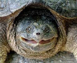 *bite test* leave a comment, like, & don't forget to subscribe if you haven't. 10 Awesome Snapping Turtle Facts Snapping Turtle Turtle Facts Common Snapping Turtle