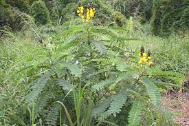 Image result for Senna didymobotrya