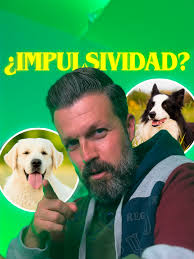 Unterschied Border Collie Vs Labrador