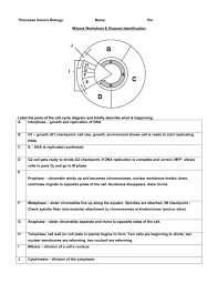 We did not find results for: Mitosis Worksheet Diagram Identification
