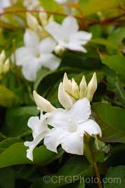 Image result for dipladenie suaveolens obrázek