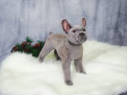 French bulldog puppies, handmade soft art toys. 56 Toy French Bulldogs On Tedsby
