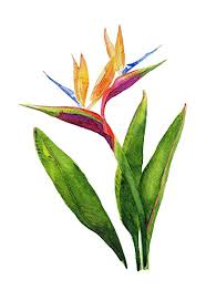 Watercolor Bird Of Paradise Painting Watercolor Birds Of Paradise Google Search Paradise Painting Birds Of Paradise Flower Bird Of Paradise Tattoo