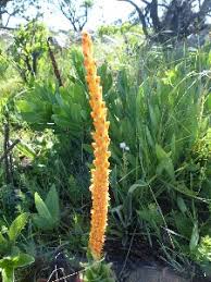 Image result for Disa woodii