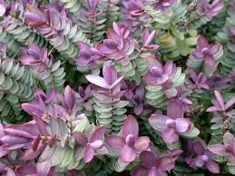 Originaria del mediterraneo, questa pianta è un arbusto sempreverde, con fiori lilla e blu molto profumati e abbondanti che compaiono sugli steli da aprile a. Confezione Da 8 Piante Di Hebe Rakaiensis Vasi Da 9 Cm Arbusti Sempreverdi Con Fiori Lilla Blu Amazon It Giardino E Giardinaggio