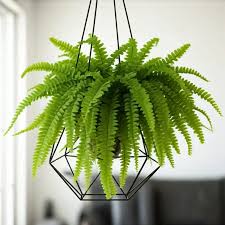 Image result for ledviník