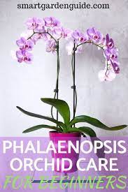 How To Grow Orchids This Guide Covers The Most Popular Type Of Orchid The Phalaenopsis Everything Phalaenopsis Orchid Care Orchid Plant Care Growing Orchids