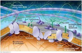 The Plasma Membrane Structure Plasma Membrane Cell Membrane Structure Cell Membrane