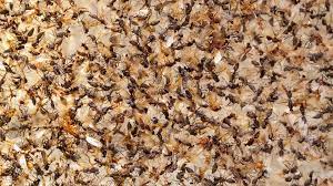24 likes · 3 talking about this · 6 were here. Tucson Pest Control Since 1974 University Termite Pest Control