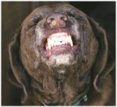 They are often known for. Chesapeake Bay Retriever Smiles Chesapeake Bay Retriever Cute Dogs And Puppies Chocolate Lab Puppies