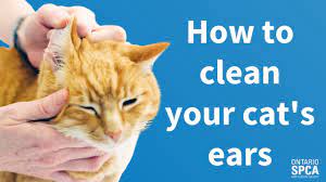 Pet Tips How To Clean Your Cat S Ears Youtube