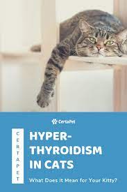 Pin On Cat Health