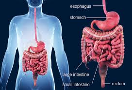 Crohns Disease Symptoms Causes And Treatments