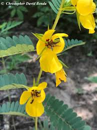 Image result for Chamaecrista wittei