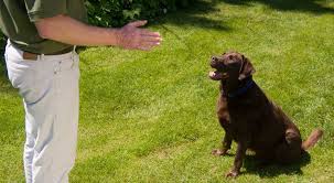 You can be confident you're booking. Home Dog Training Bark Busters Usa