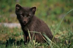 Portrait of an arctic fox in summer coat. Arctic Fox Norsk Polarinstitutt