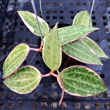 Image result for Carvalhoa macrophylla