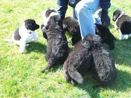 Puppies receive 2 rounds of vaccinations, dewormed, microchipped. Newfoundland Puppies Ckc Registered For Sale In Lebanon Indiana Classified Americanlisted Com