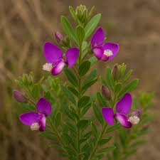 Image result for Polygala erioptera
