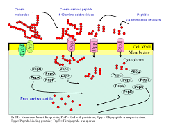 Medically reviewed by katherine marengo ldn, r.d. Bioactive Casein Phosphopeptides In Dairy Products As Nutraceuticals For Functional Foods Intechopen