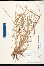 Image result for Paspalum notatum