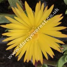 Image result for Hereroa glenensis