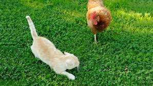 So, you have made the decision to free range your birds i am afraid to clip her wings because if she is getting out of the yard some other way than flying over. 21 Tips Keeping Your Chickens Safe From Predators The Happy Chicken Coop