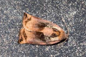 Image result for Archips podanus