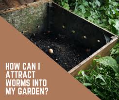 20 tips for composting and breeding worms. All About Worms Seedsnow Com